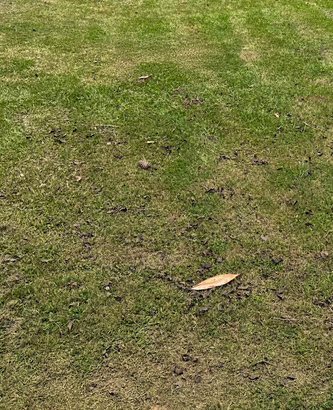 Outdoor Debris Removal after service
